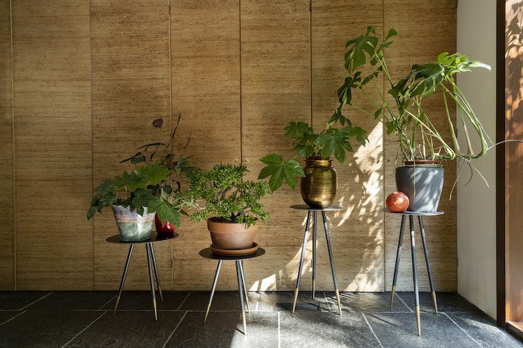 plants on stands