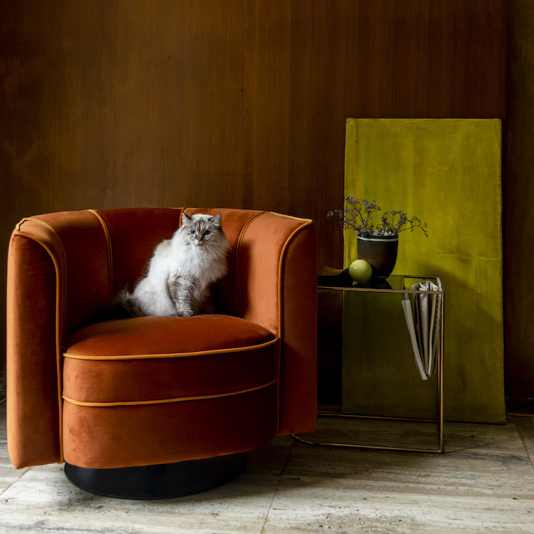 cat on a velvet chair